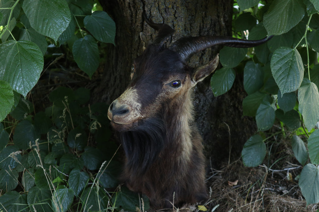 Taxidermy Feral Hawaiian Goat