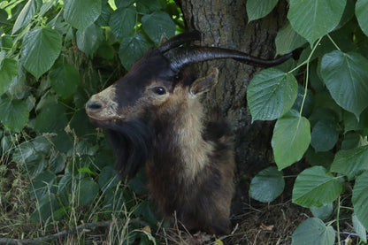 Taxidermy Feral Hawaiian Goat