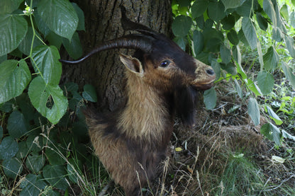 Taxidermy Feral Hawaiian Goat