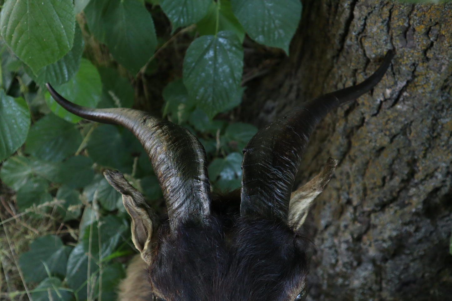 Taxidermy Feral Hawaiian Goat