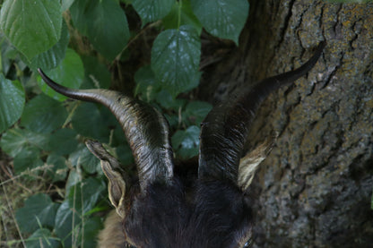 Taxidermy Feral Hawaiian Goat