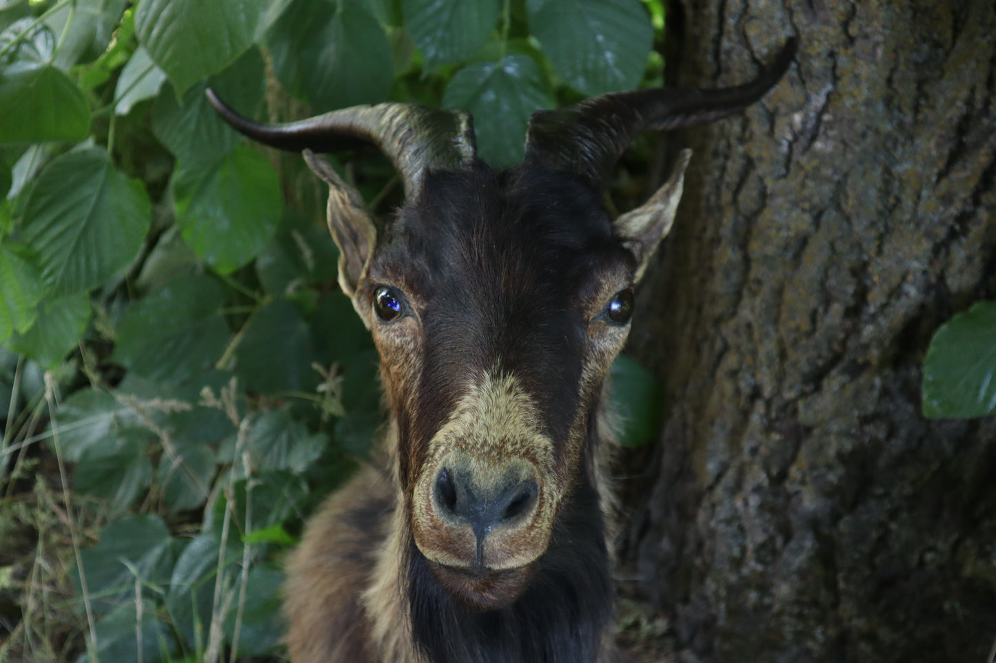 Taxidermy Feral Hawaiian Goat