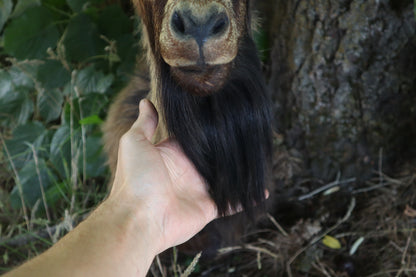 Taxidermy Feral Hawaiian Goat