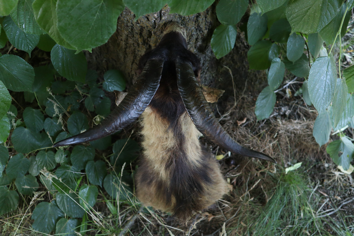 Taxidermy Feral Hawaiian Goat