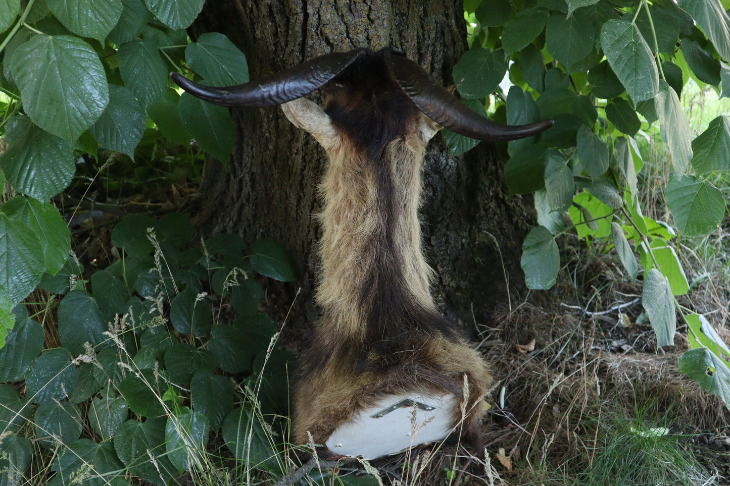 Taxidermy Feral Hawaiian Goat