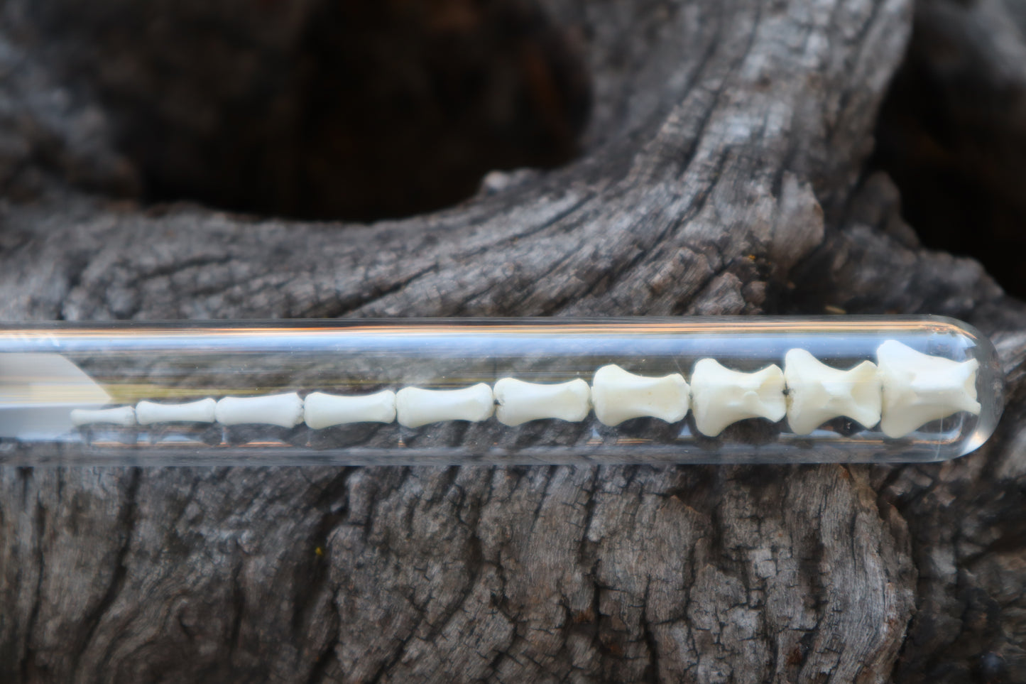 Whitetail Fawn Tail Articulation in Vintage Glass Test Tube
