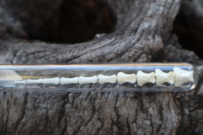 Whitetail Fawn Tail Articulation in Vintage Glass Test Tube
