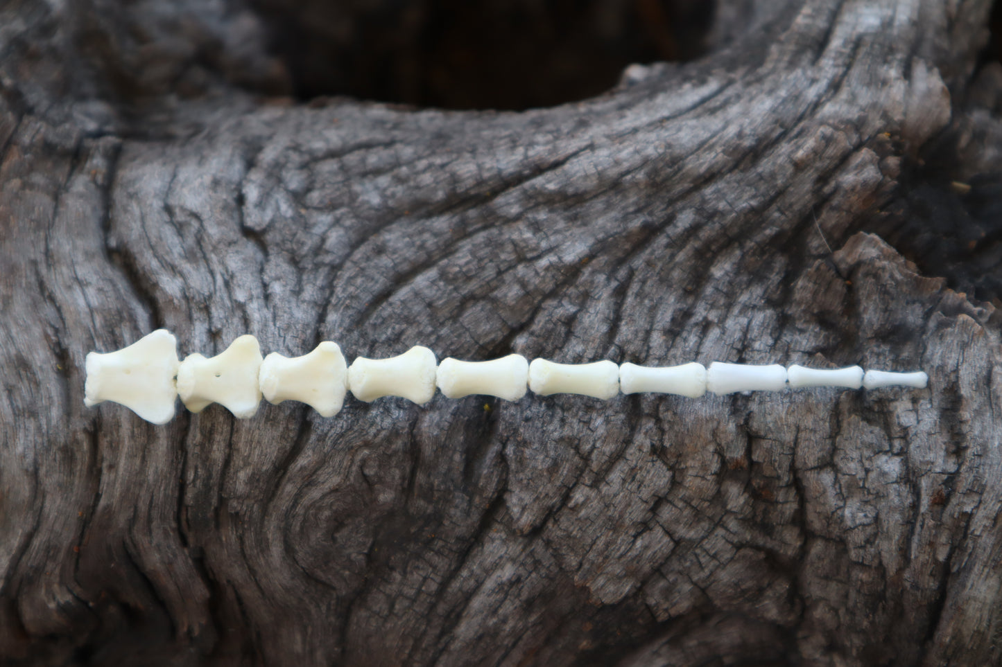 Whitetail Fawn Tail Articulation in Vintage Glass Test Tube