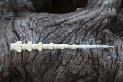 Whitetail Fawn Tail Articulation in Vintage Glass Test Tube