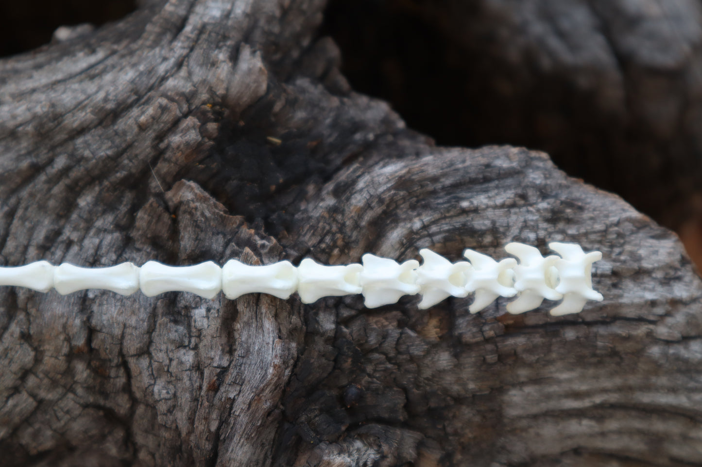 Kitten Tail Articulation