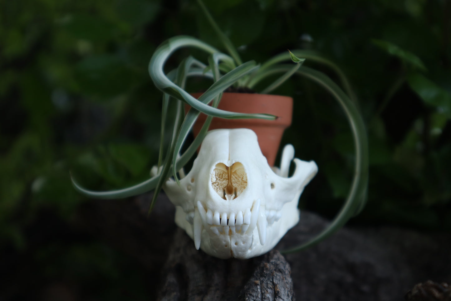 Raccoon Skull Plant Holder