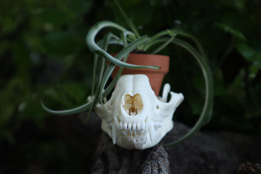 Raccoon Skull Plant Holder