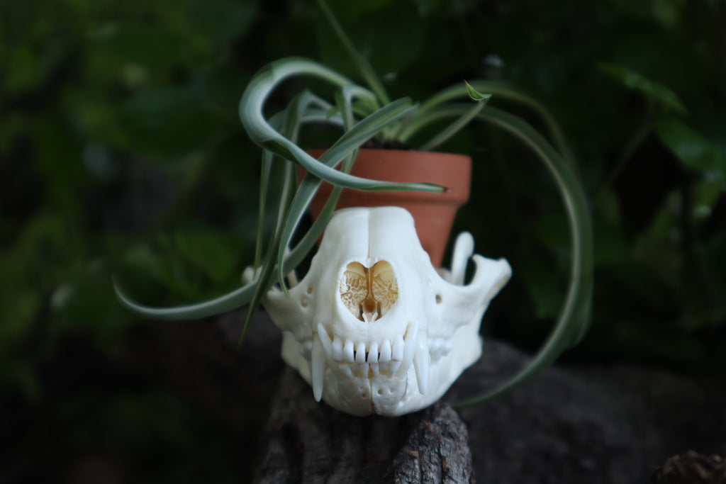 Raccoon Skull Plant Holder