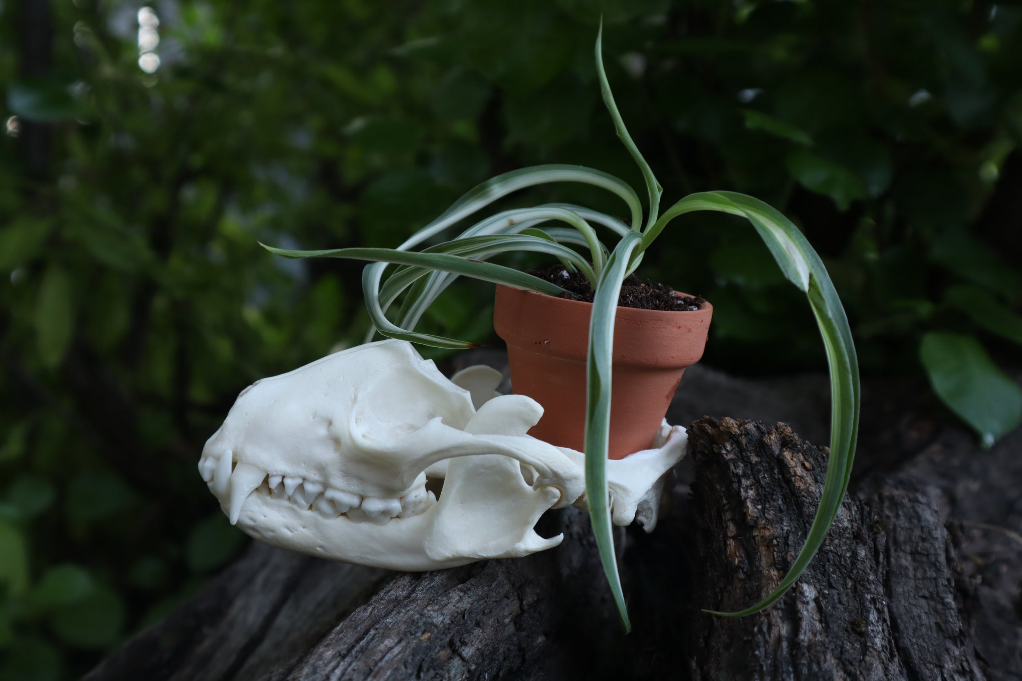 Raccoon Skull Plant Holder