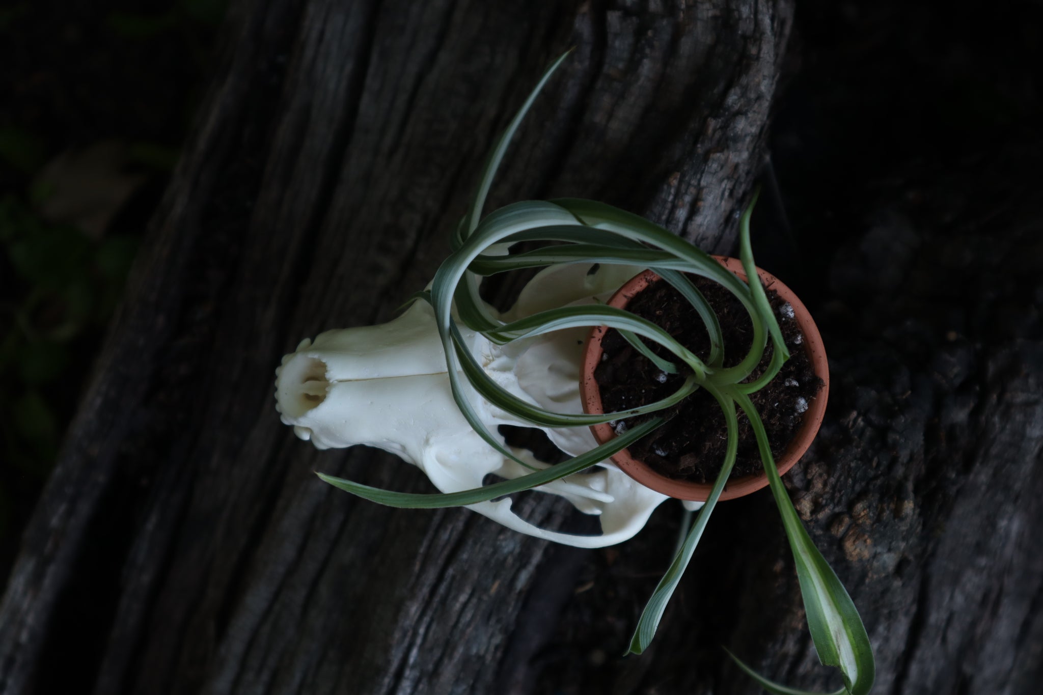 Raccoon Skull Plant Holder