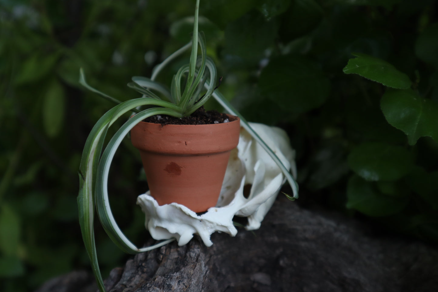 Raccoon Skull Plant Holder
