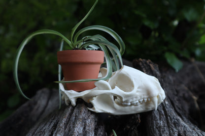 Raccoon Skull Plant Holder