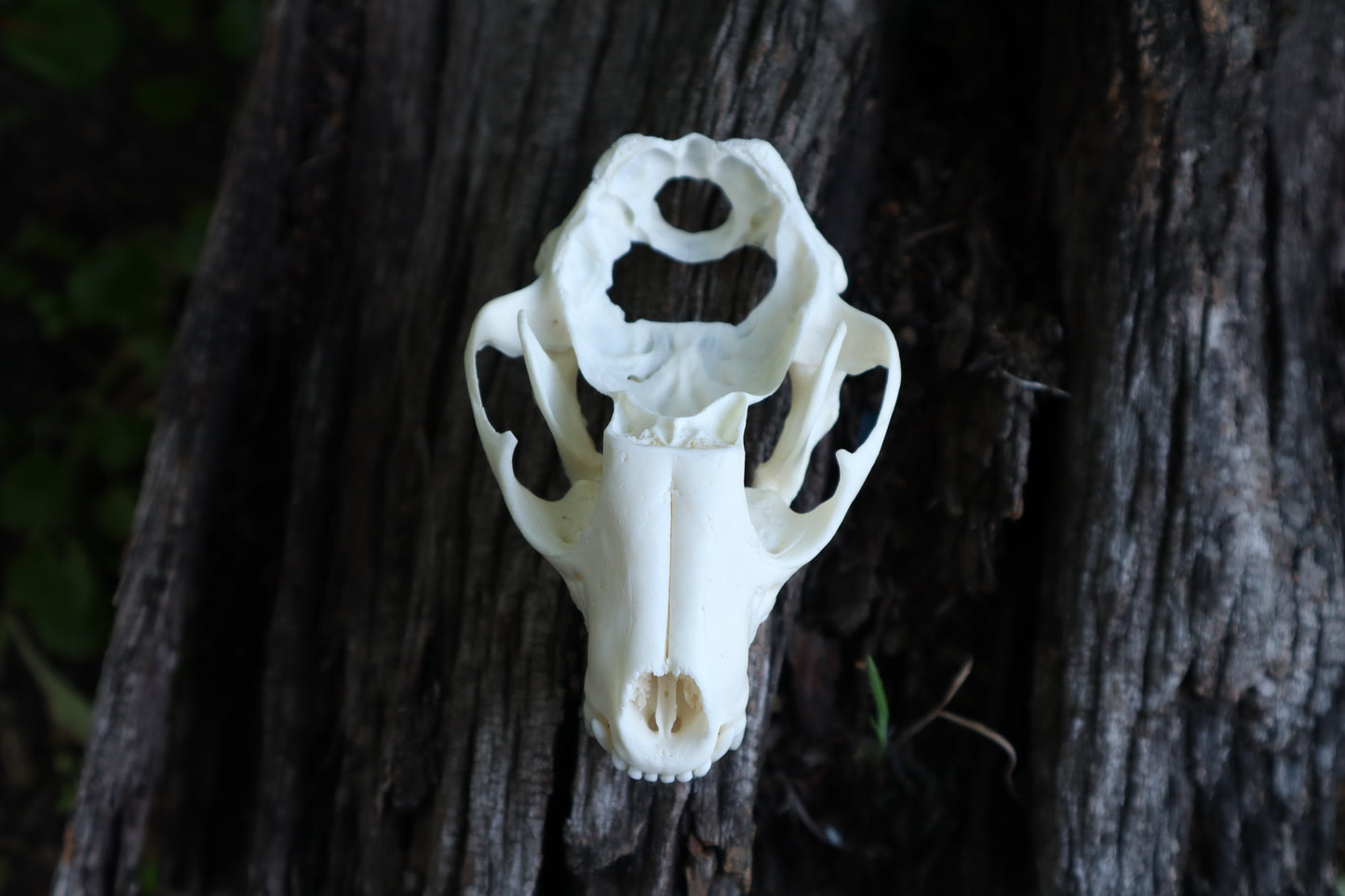 Raccoon Skull Plant Holder