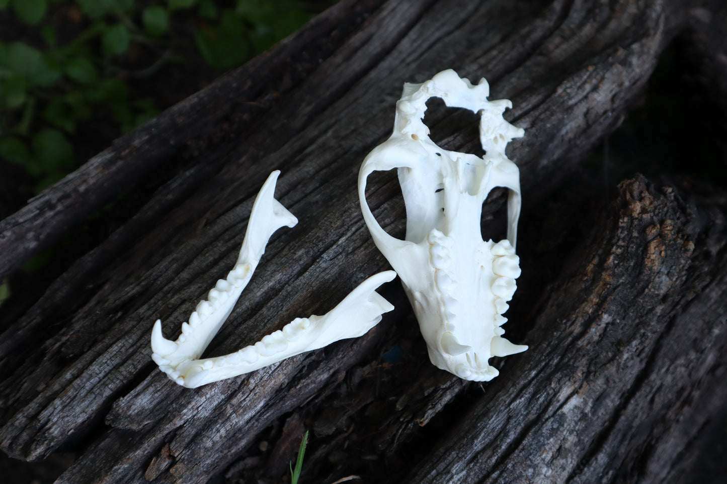 Raccoon Skull Plant Holder