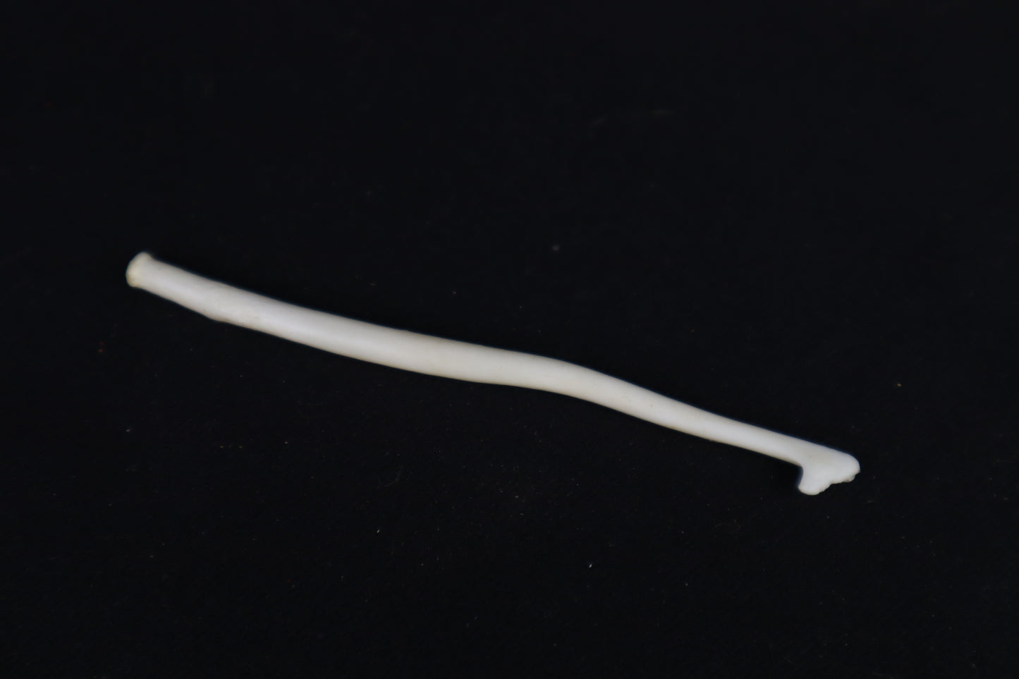 Wolverine Baculum