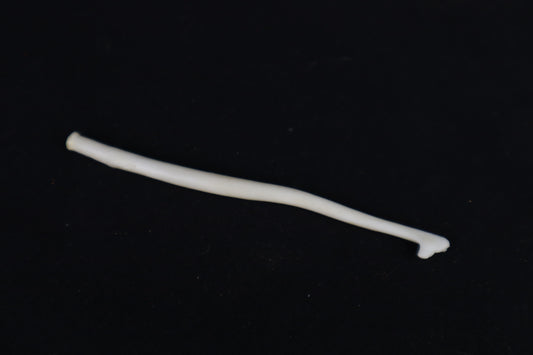 Wolverine Baculum