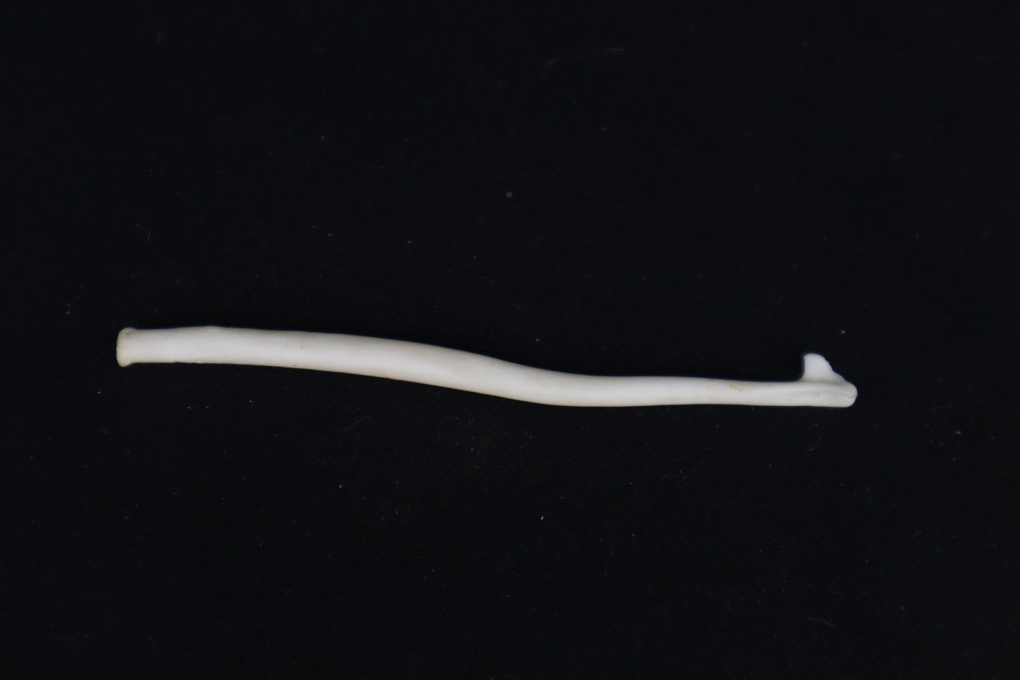 Wolverine Baculum