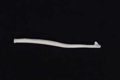 Wolverine Baculum
