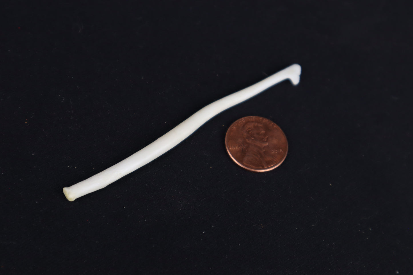 Wolverine Baculum