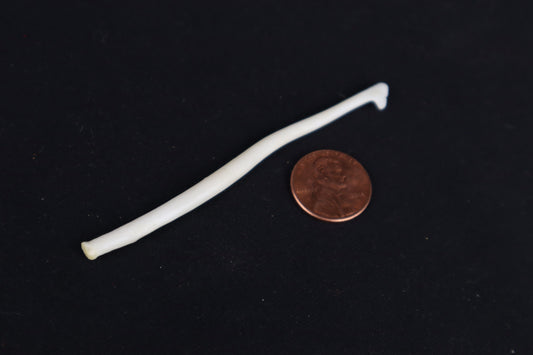 Wolverine Baculum
