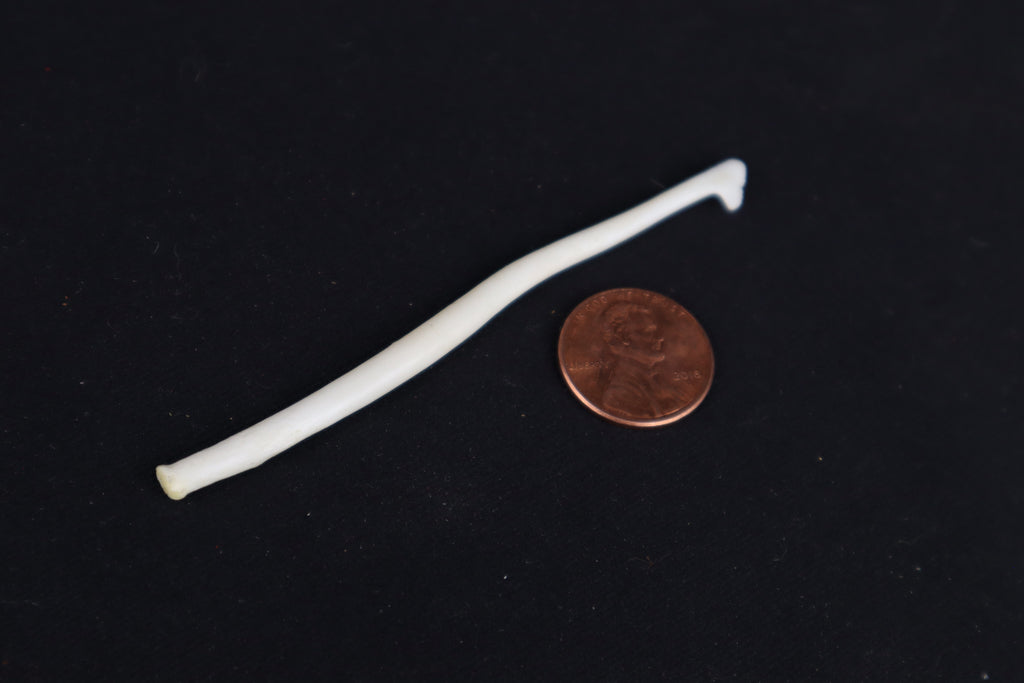 Wolverine Baculum