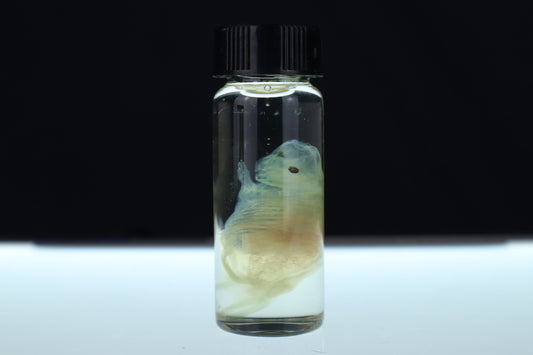 Diaphonized Fetal Beaver