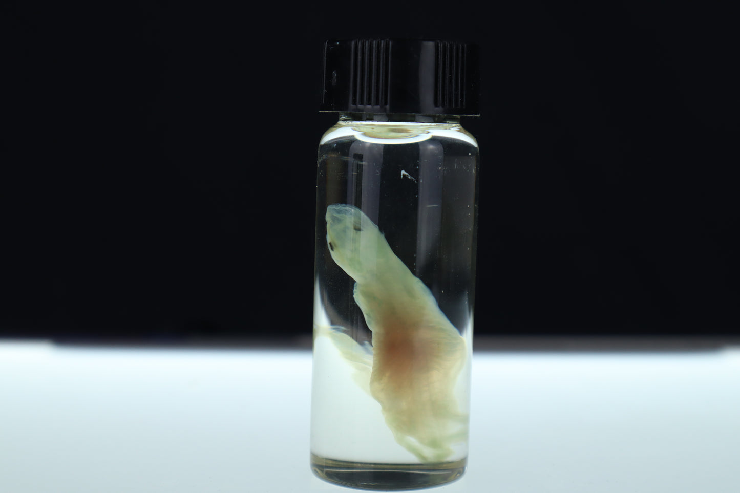 Diaphonized Fetal Beaver