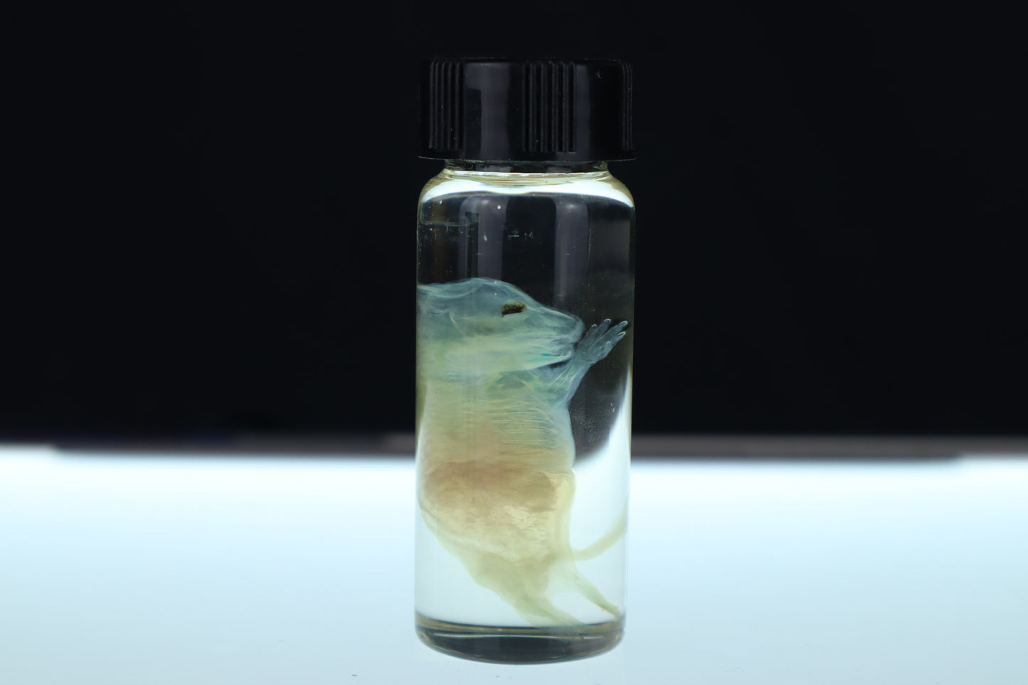 Diaphonized Fetal Beaver