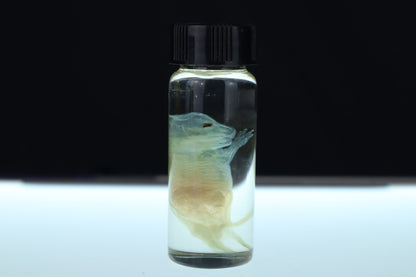 Diaphonized Fetal Beaver