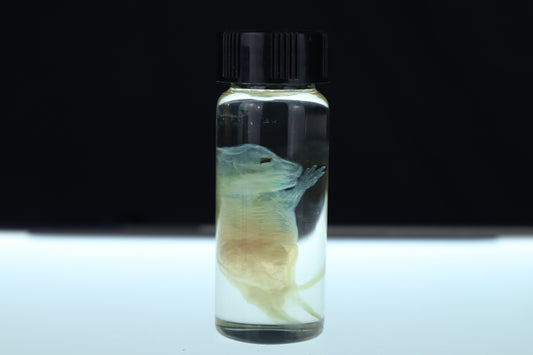 Diaphonized Fetal Beaver