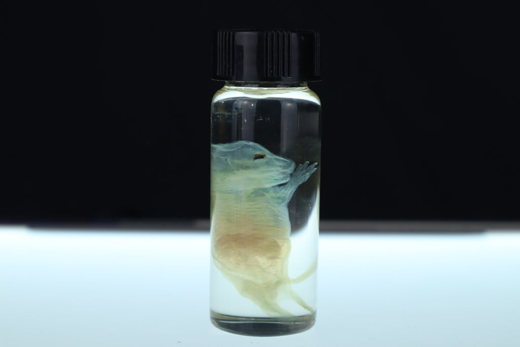 Diaphonized Fetal Beaver