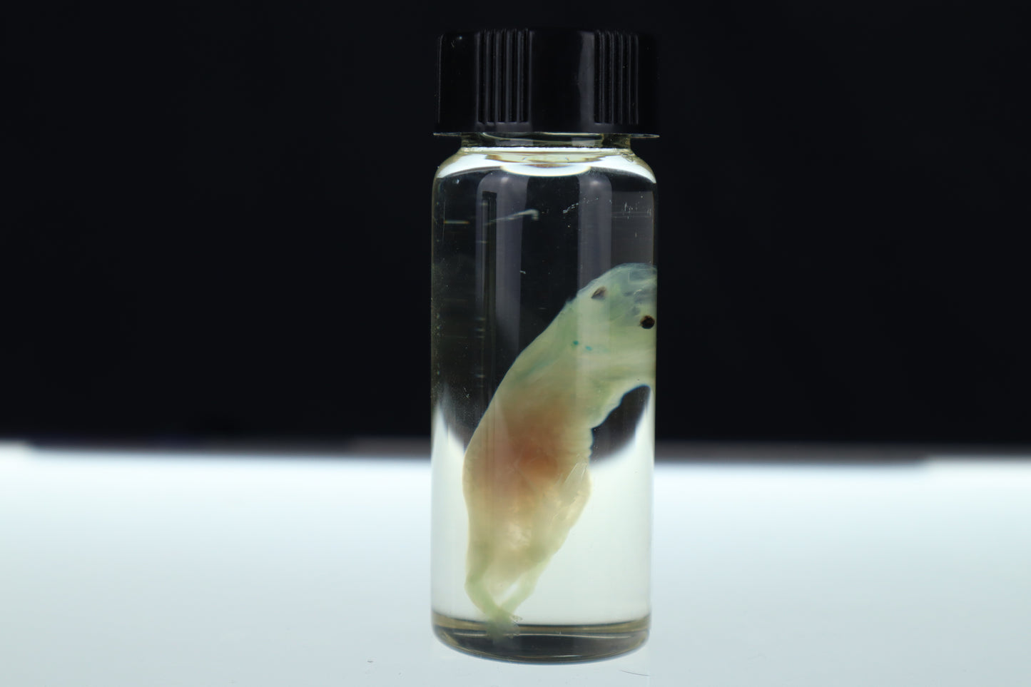 Diaphonized Fetal Beaver