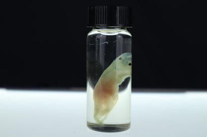 Diaphonized Fetal Beaver