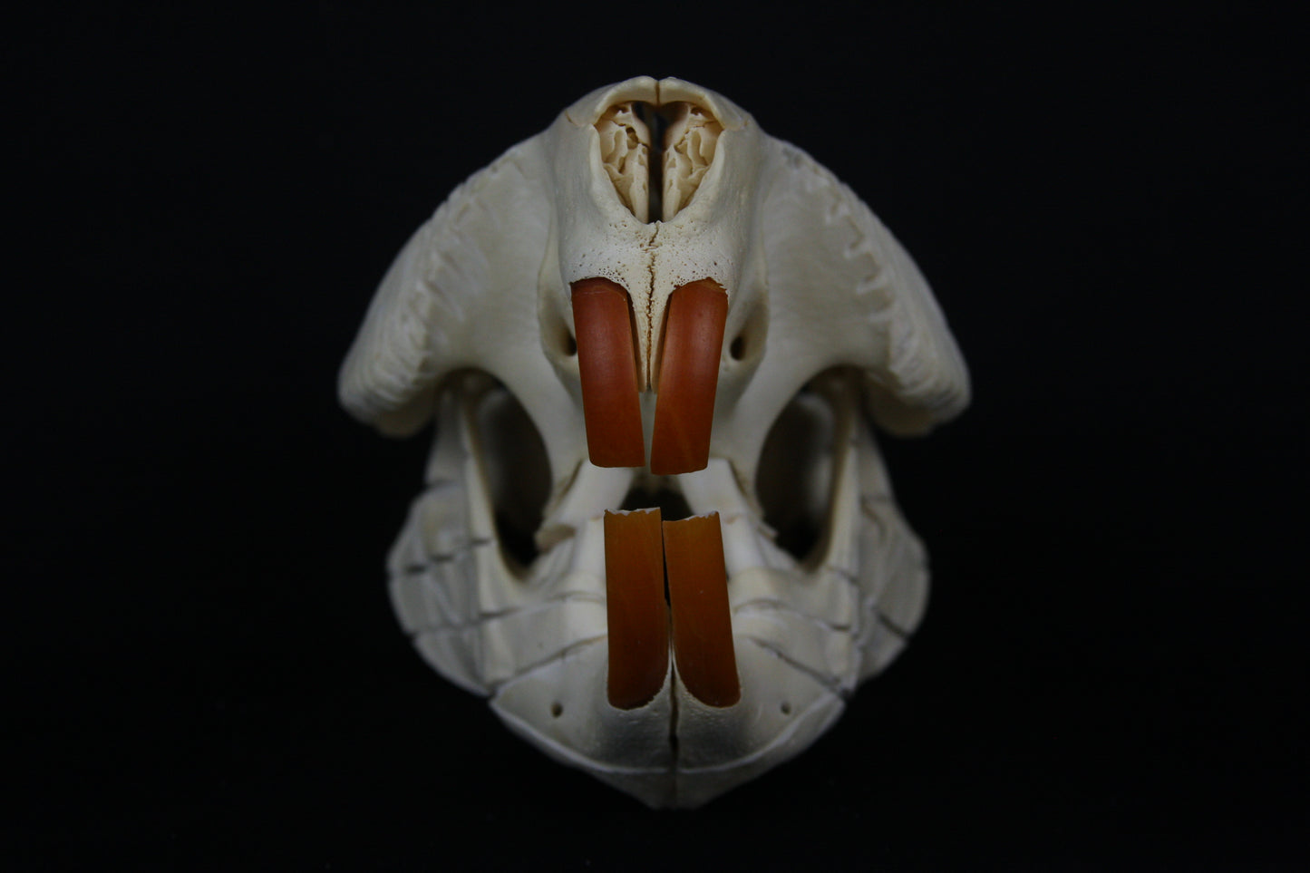 Carved Beaver Skull