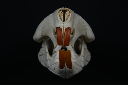 Carved Beaver Skull