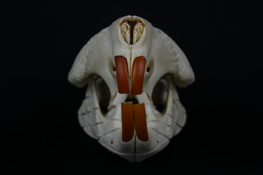 Carved Beaver Skull
