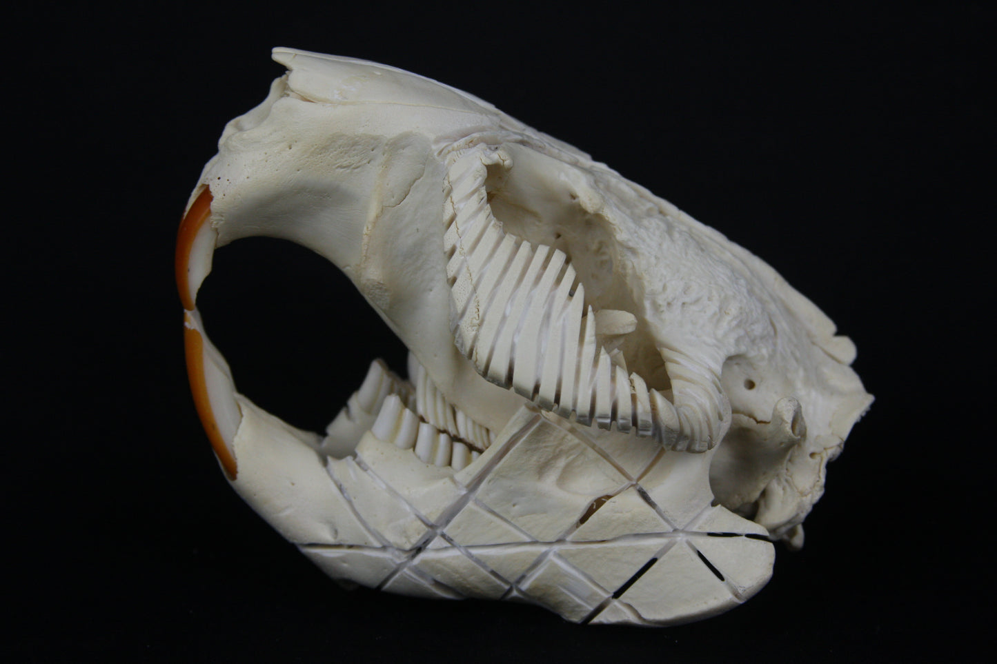 Carved Beaver Skull