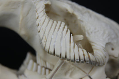Carved Beaver Skull