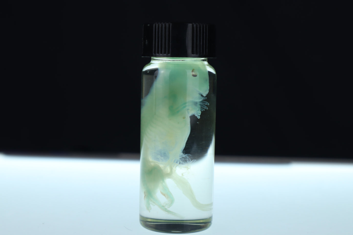 Diaphonized Fetal Beaver