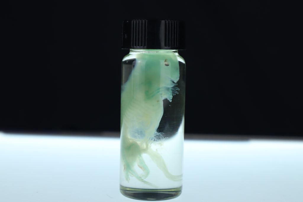 Diaphonized Fetal Beaver