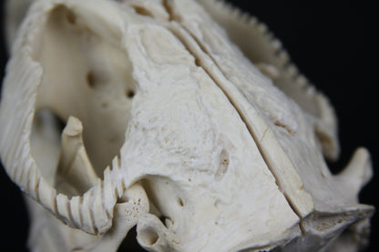 Carved Beaver Skull