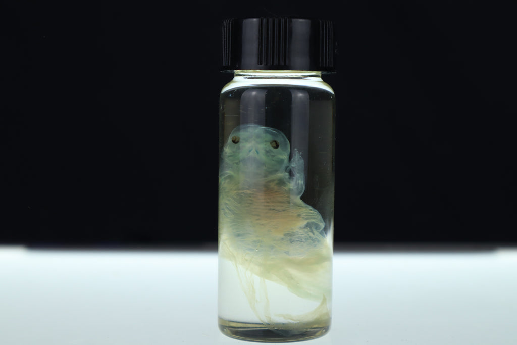 Diaphonized Fetal Beaver