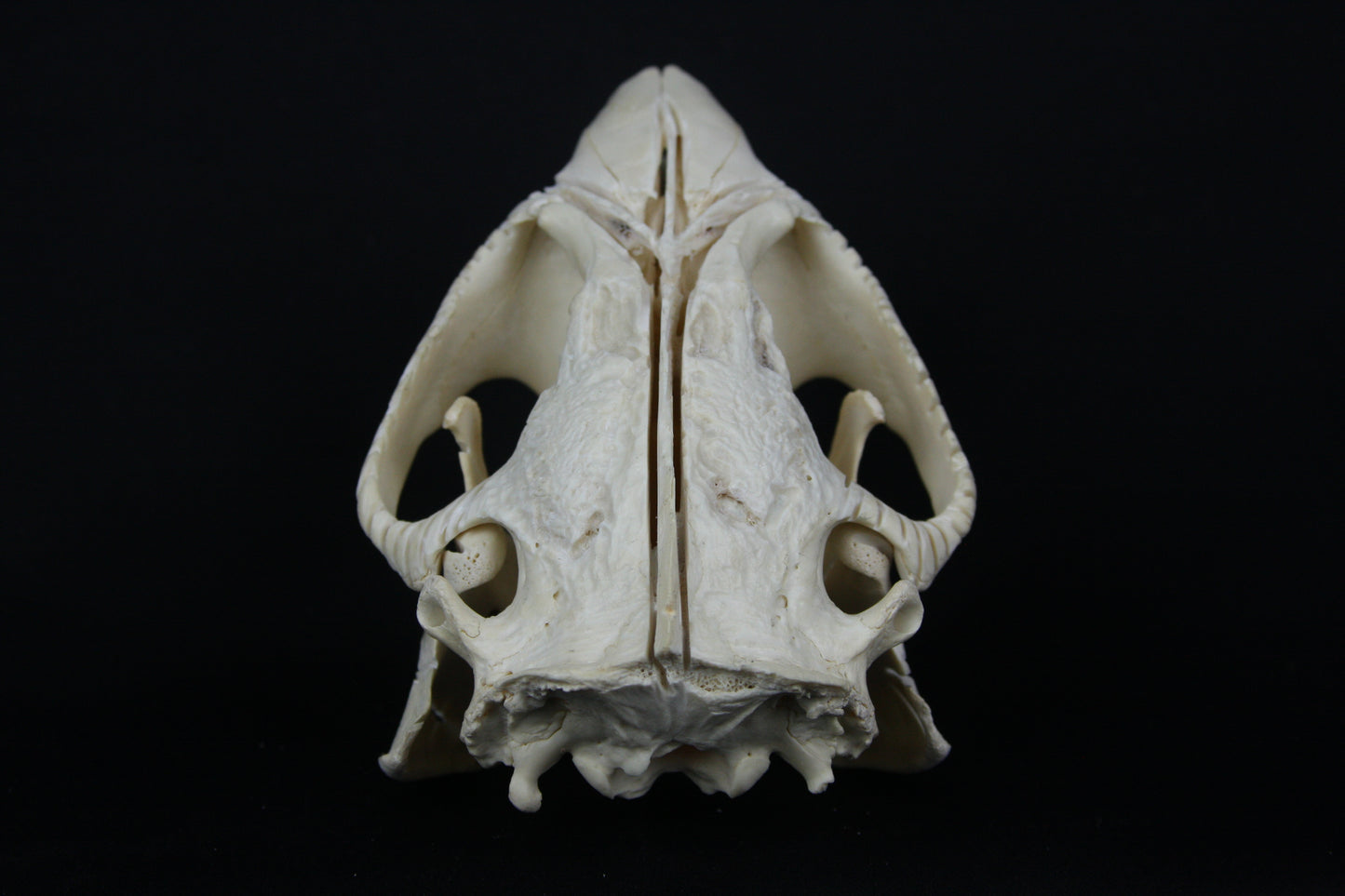 Carved Beaver Skull
