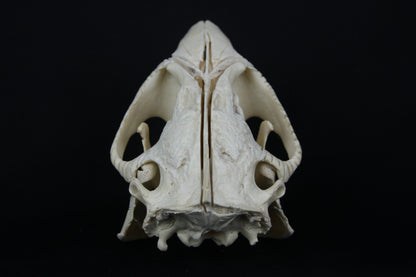 Carved Beaver Skull