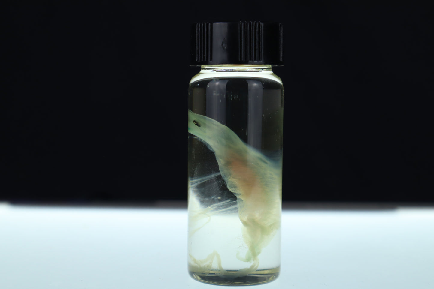 Diaphonized Fetal Beaver